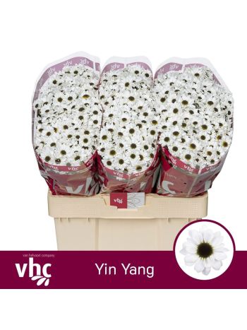 CHR SAN  YIN YANG