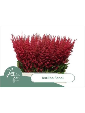 ASTIL AR FANAL