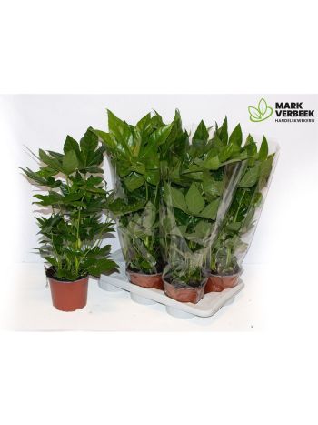 FATSIA OV