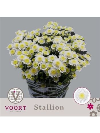 CHR T  F. STALLION
