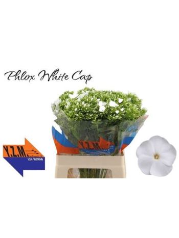 PHLOX P WHITECAP