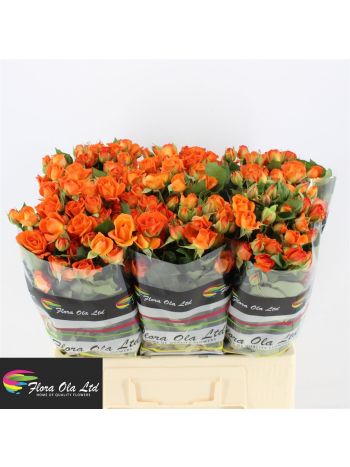 R TR BABE 60CM