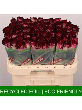 R GR SCARLET RUBY 60CM