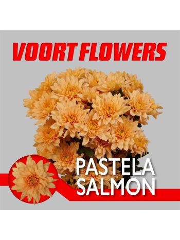 CHR T PASTELA SALMON