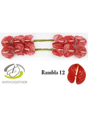 ANTH A RAMBLA *12