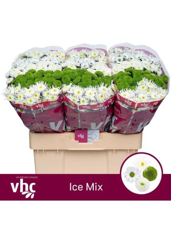 CHR SAN GEM - ICE