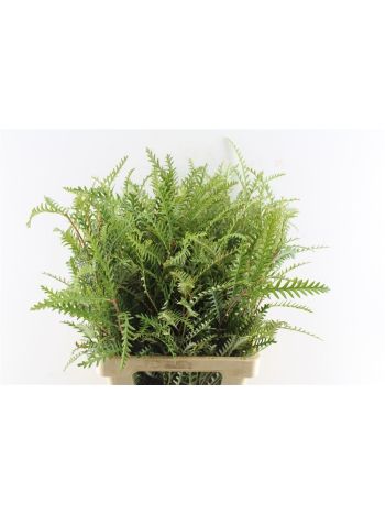 GREVI IVANHOE GROEN