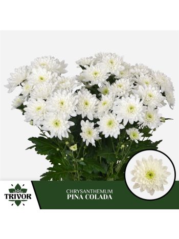 CHR T  F. PINA COLADA