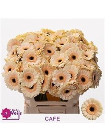 GE MI CAFE