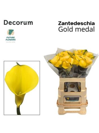 ZANT GOLD MEDAL 60CM