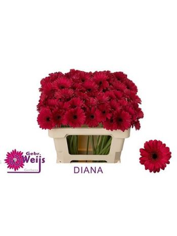 GE MI DIANA