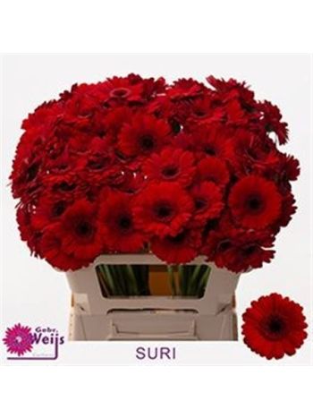 GE MI SURI