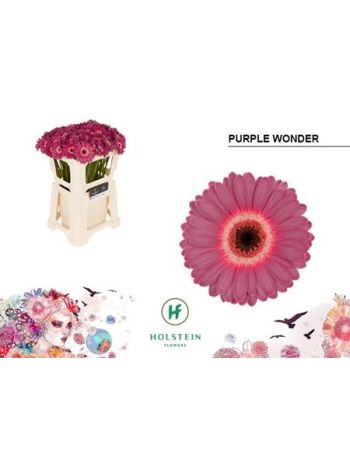GE MI PURPLE WONDER