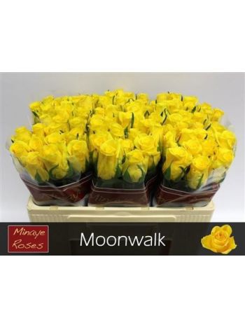 R GR5  S. MOONWALK