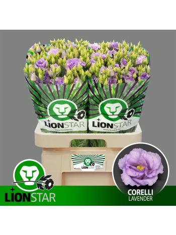 EUS G CORELLI LAVEND