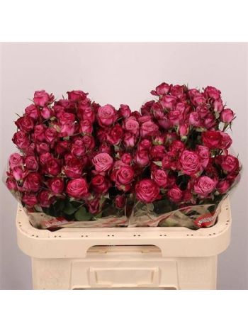 R TR PURPLE QUEEN 60CM