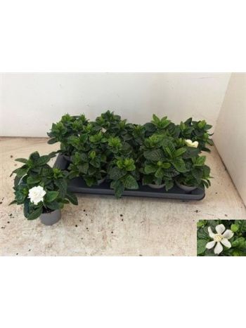 GARDENIA JASMINOIDES