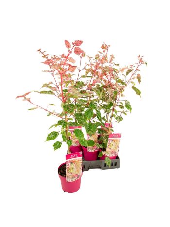 ACER RED FLAMINGO