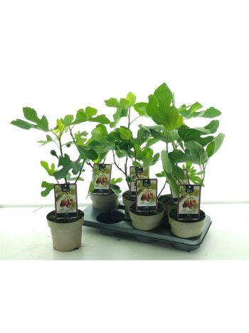FICUS CARICA BOKOR FÜGE