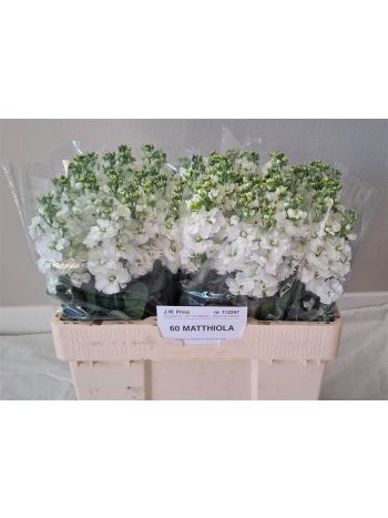 MATTH CENTUM WHITE