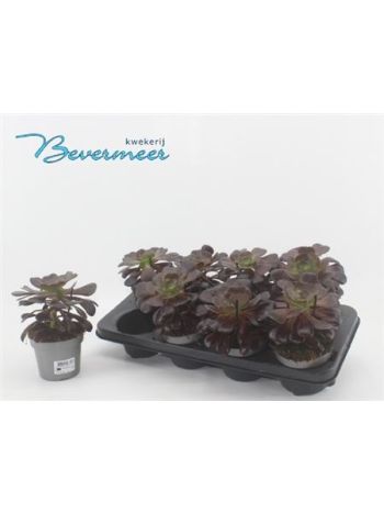 AEONIUM AB VELOURS