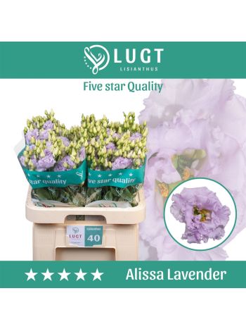 EUS G ALISSA LAVENDE
