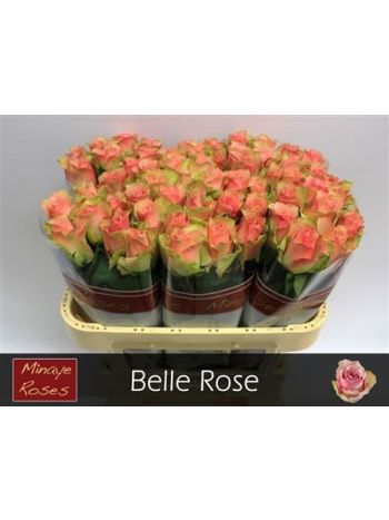 R GR BELLE ROSE 70CM