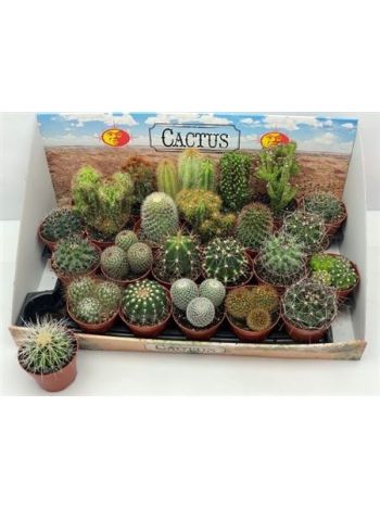 CACTUS GEM *24 DOBOZOS