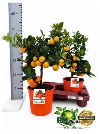CITR KUMQUAT TÖRZSES