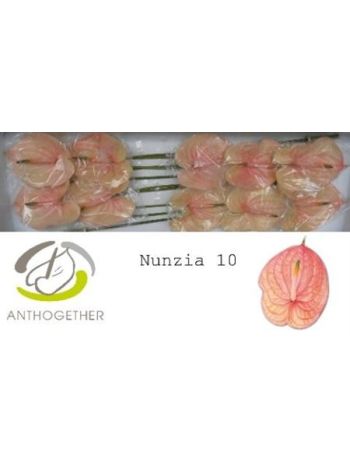 ANTH A NUNZIA *10