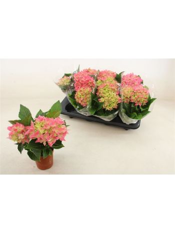HYDR M 2+  HI HALO PINK