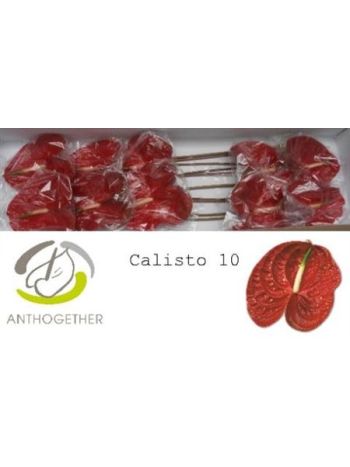 ANTH A CALISTO *10