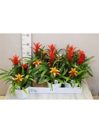 BROMELIA EXTRA KASPÓS