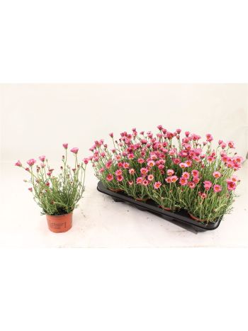 RHODAN H ZAGORA PINK