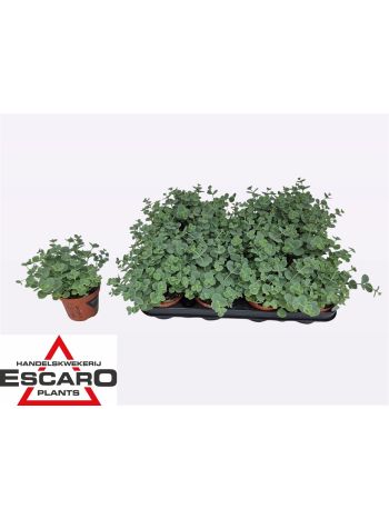 SEDUM SIEBOLDII