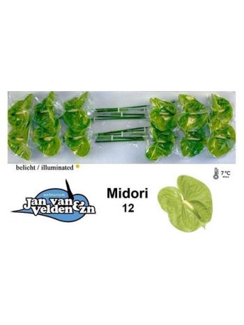 ANTH A MIDORI *12