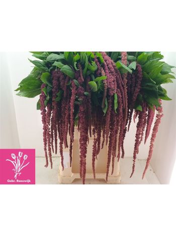 AMAR CA RED CORD