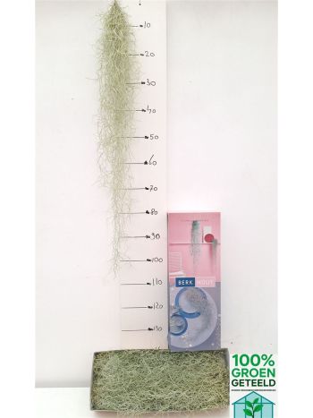 TILL USNEOIDES
