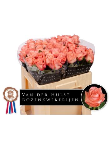 R GR5 LIESBETH