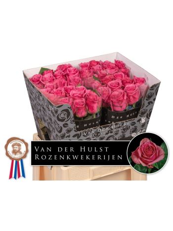 R GR KISS ME KATE 60CM