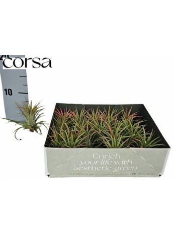 TILL AIRPLANT