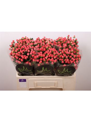 HYP SISU FLIRT 50CM