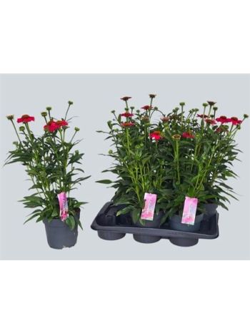 ECHINA LAK RED OMBRE