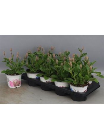 PTILOTUS EX JOEY
