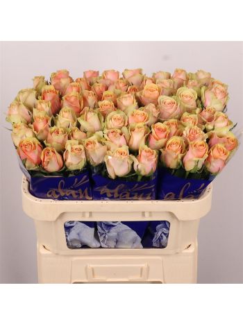R GR DIVIDEND 70CM