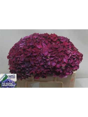 HYDR M MON AMOUR PA 50CM