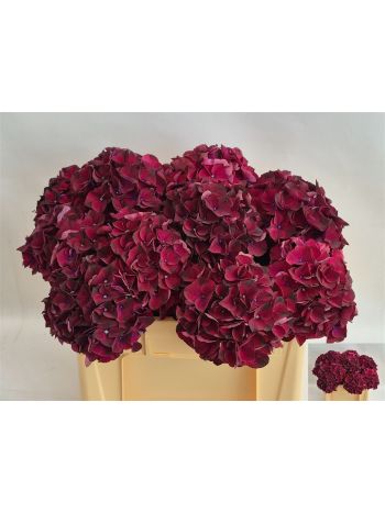 HYDR M MAG DARK RUBY 50CM