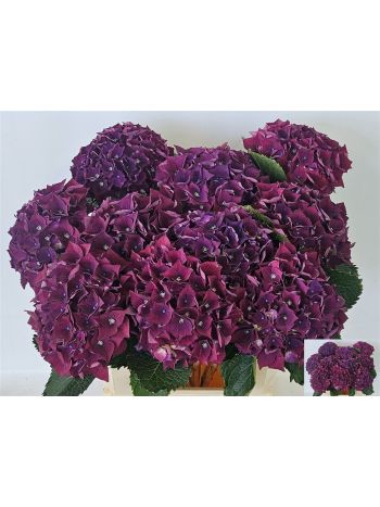 HYDR M MON AMOUR PA 80CM