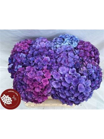 HYDR M ROY ANASTA RS 50CM