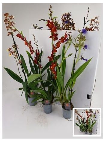 ORCHIDEEEN GEM